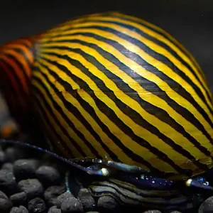 Zebra seaweed snail - Neritina zebra Schnäppchen