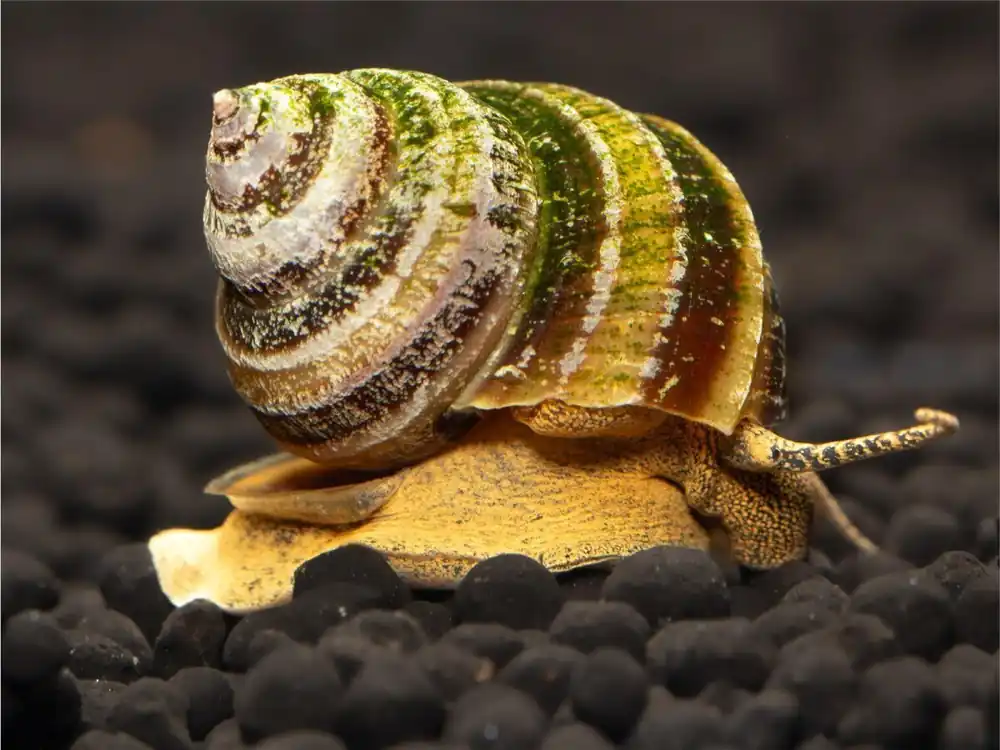 Neuheit Lumaca di piano - Taia Naticoides