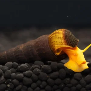 Abverkauf Caracol de torre de Sulawesi - Tylomelania Sp.