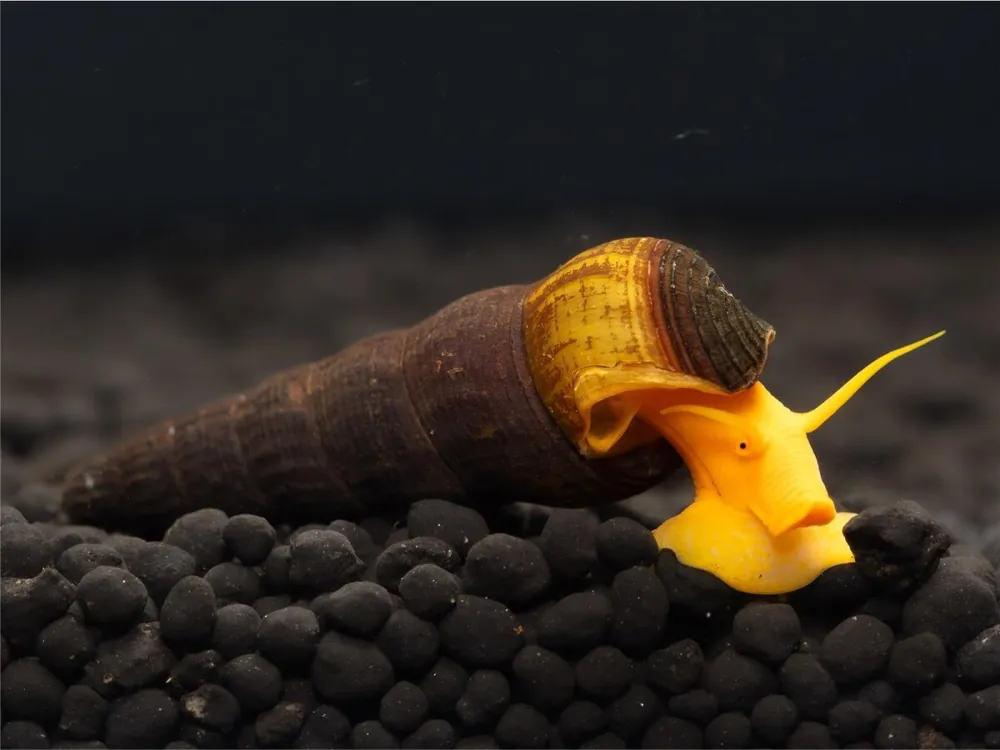 Abverkauf Caracol de torre de Sulawesi - Tylomelania Sp.