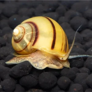 Beliebt Escargot zèbre - Asolene Spixi
