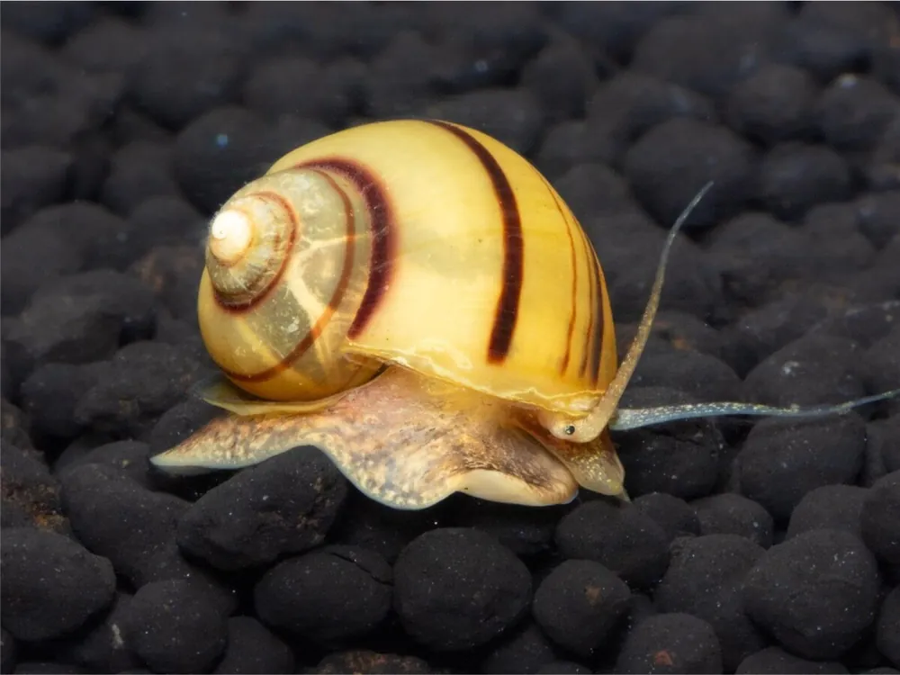 Beliebt Escargot zèbre - Asolene Spixi
