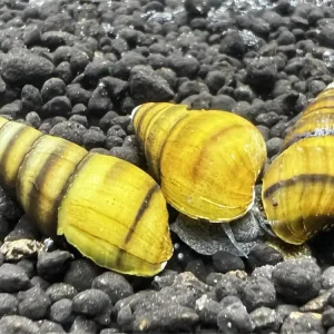 Preisreduziert Gestreifte Turmdeckelschnecke - Brotia Manningi