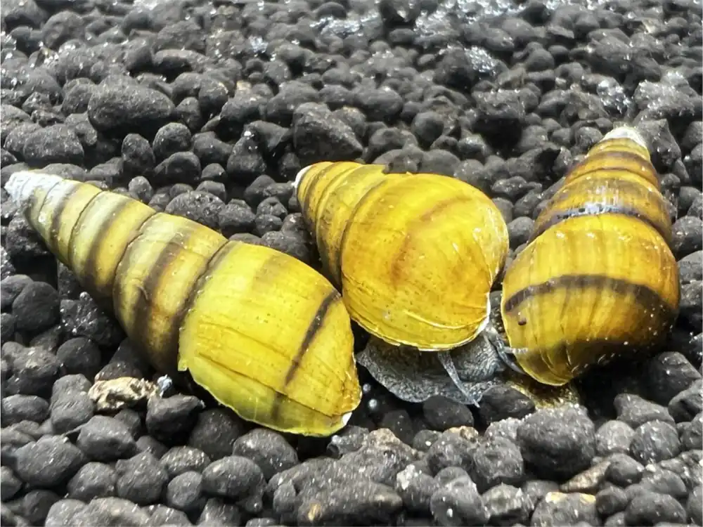 Preisreduziert Gestreifte Turmdeckelschnecke - Brotia Manningi