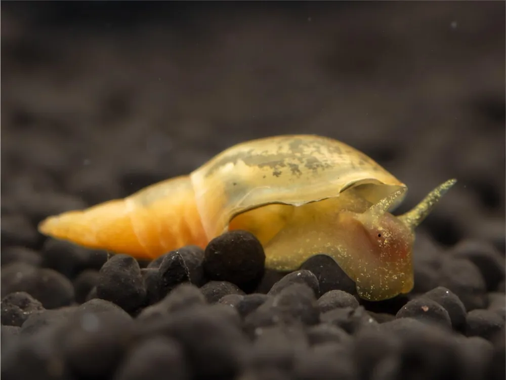 Yoda Schnecke - Lymnaea Stagnalis Echt