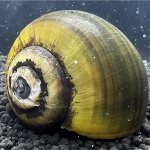 Apfelschnecke 'Giant'Jumbo - Pila Ampullacea Schnäppchen