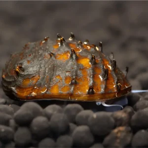 Neuheit Horn snail - Neritina Juttingae