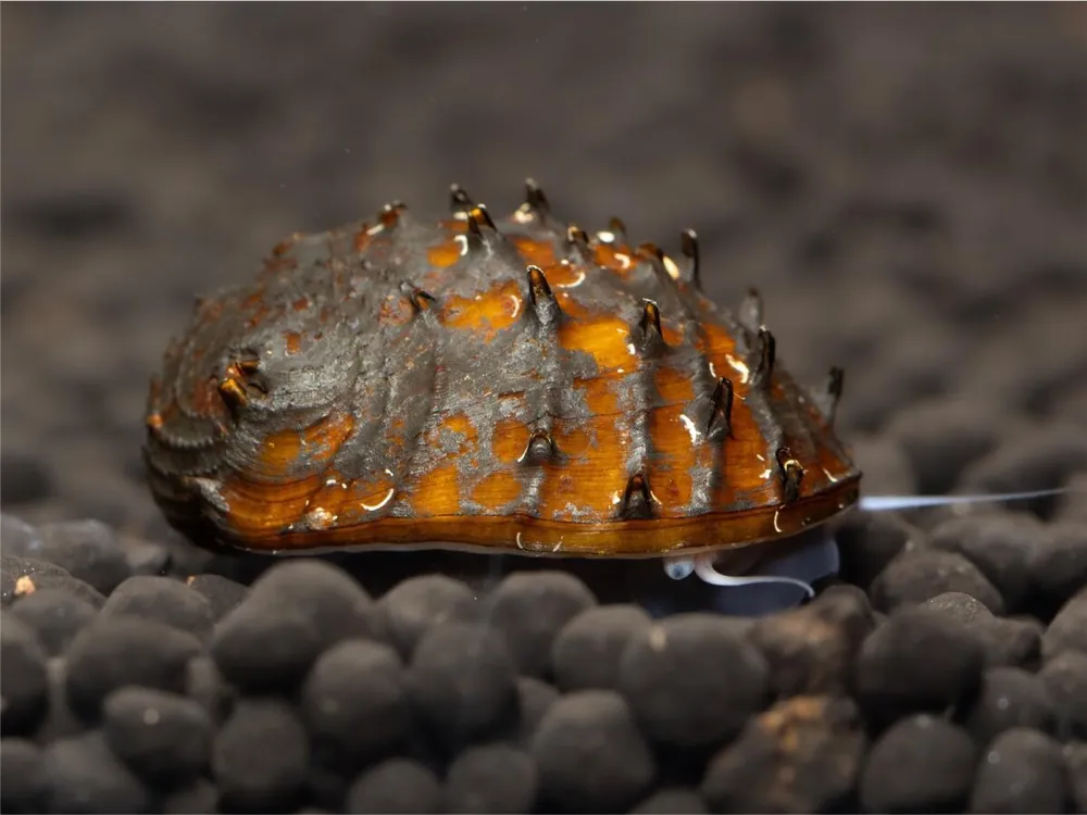 Neuheit Horn snail - Neritina Juttingae