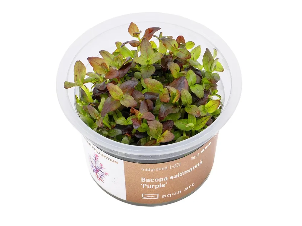 Versand Am Gleichen Tag Bacopa salzmannii 'Purple' (plante vivace)