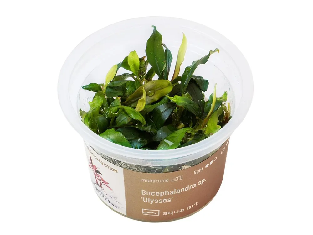 Bucephalandra sp. 'Ulysses Aktuell