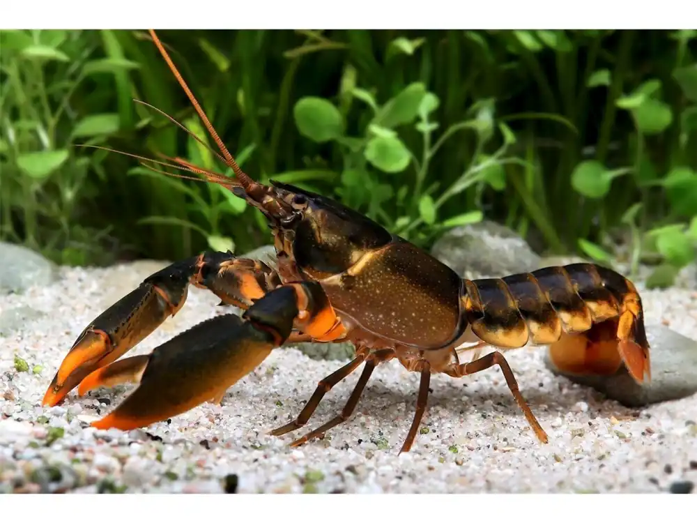 Zertifiziert Orange Tip Crayfish - Cherax Snowden