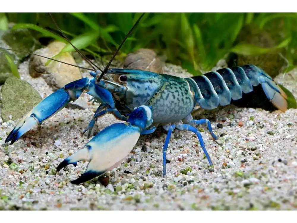 Gambero serpente della luna blu - Cherax Sp. Versand Am Gleichen Tag