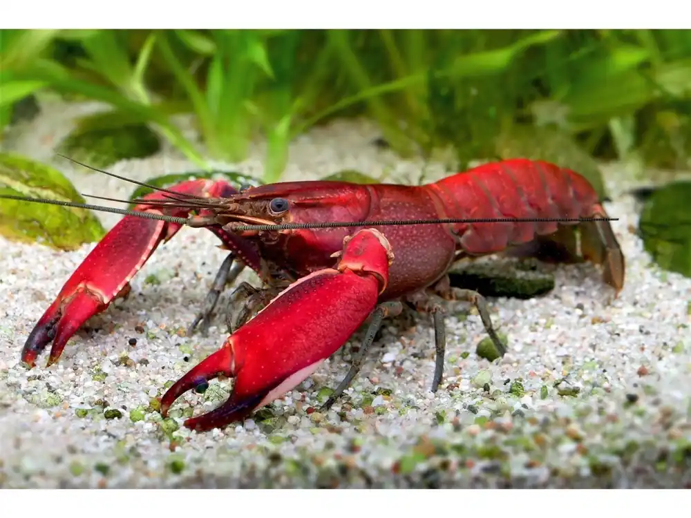 Gambero rosso - Cherax Wagenknechtae Finale Aktion
