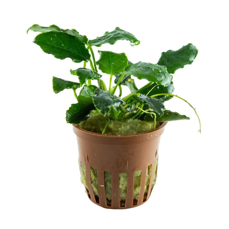 Schneller Versand Anubias barteri var. nana 'Kirin'