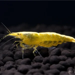 Highlight Yellow Fire Shrimp - Neocaridina davidi Yellow OE