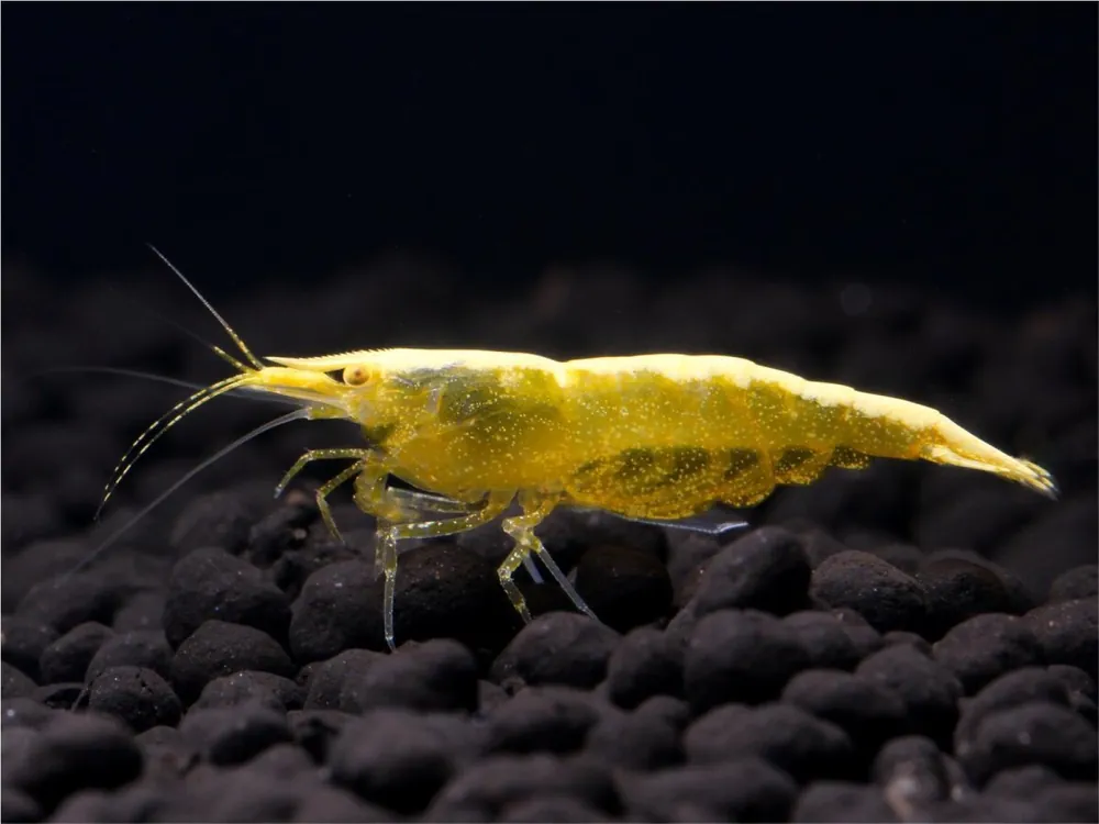 Highlight Yellow Fire Shrimp - Neocaridina davidi Yellow OE