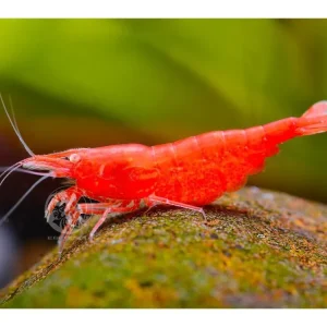 Jetzt Kaufen OE Red Fire Shrimp OE - Neocaridina davidi