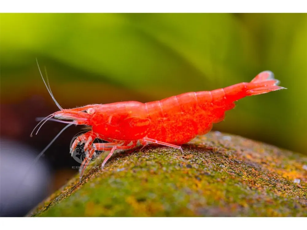 Sale Gambero rosso di fuoco OE - Neocaridina davidi