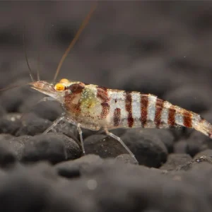 Gambero zebrato indiano - Caridina cf. babaulti Must-Have