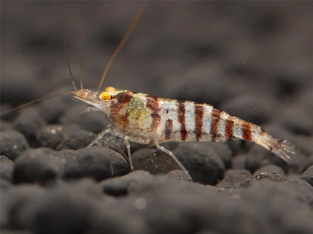 Gambero zebrato indiano - Caridina cf. babaulti Must-Have
