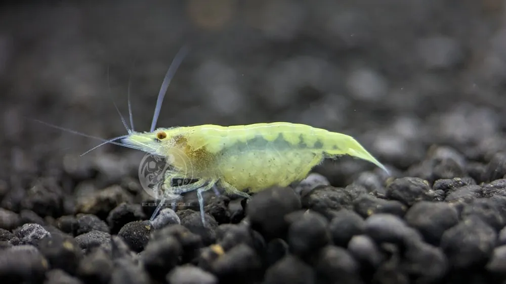 White Indian Zebra Shrimp - Caridina cf. babaulti Rabatt