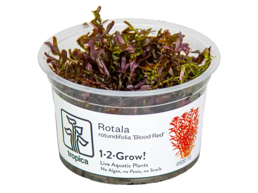Begrenztes Angebot Rotala rotundifolia 'Blood Red'