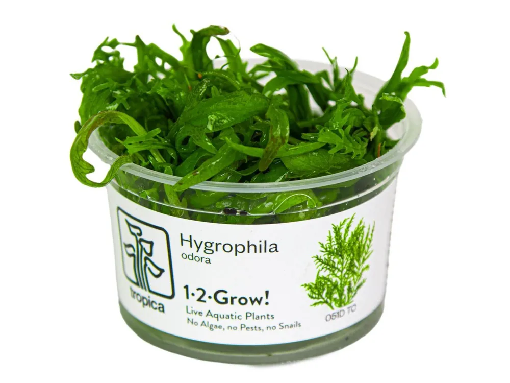 Ausverkauf Hygrophila odora