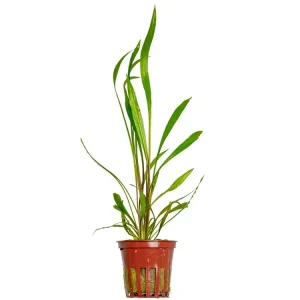Finale Aktion Cryptocoryne spiralis 'Red'