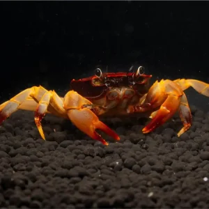 Schneller Versand Crabe sous-marin "Towuti" - Parathelphusaa ferruginea