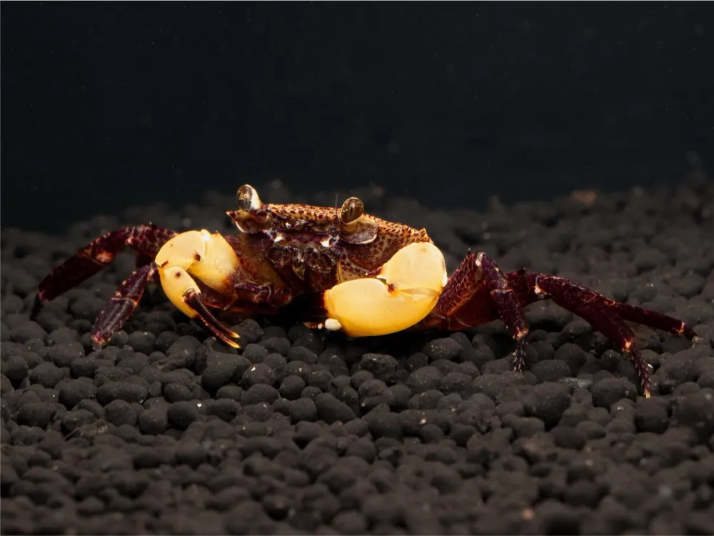 Crabe sous-marin "Matano white Claw" - Parathelphusaa flavichela Letzte Chance