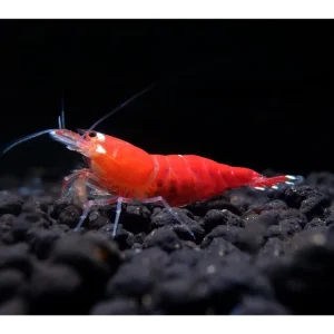 Solange Der Vorrat Reicht Gamba roja supercristalina - Caridina logemanni
