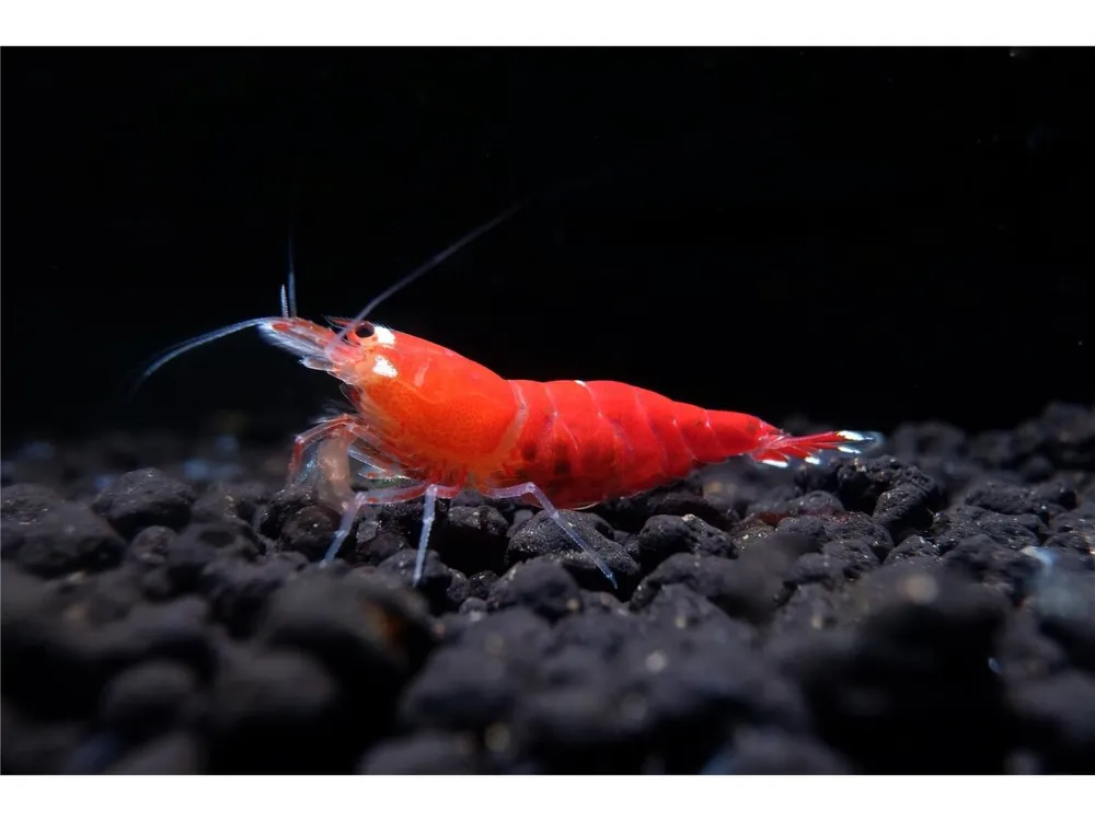 Solange Der Vorrat Reicht Gamba roja supercristalina - Caridina logemanni
