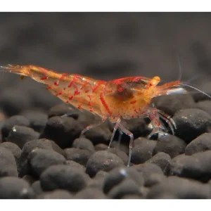 Red Tiger OE Shrimp - Caridina cantonensis Neu
