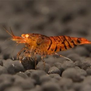 Meistverkauft Langostino tigre naranja OE - Caridina serrata