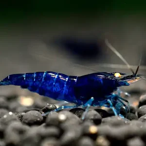 Garantierte Lieferung Camarón tigre azul real OE - Caridina cantonensis