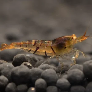 Preisreduziert Tiger OE Garnele - Caridina cantonensis