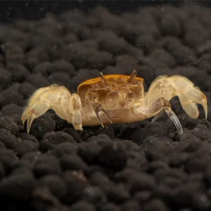 Unterwasserkrabbe "Zwergghost" - Potamocypoda alleni Preisreduziert