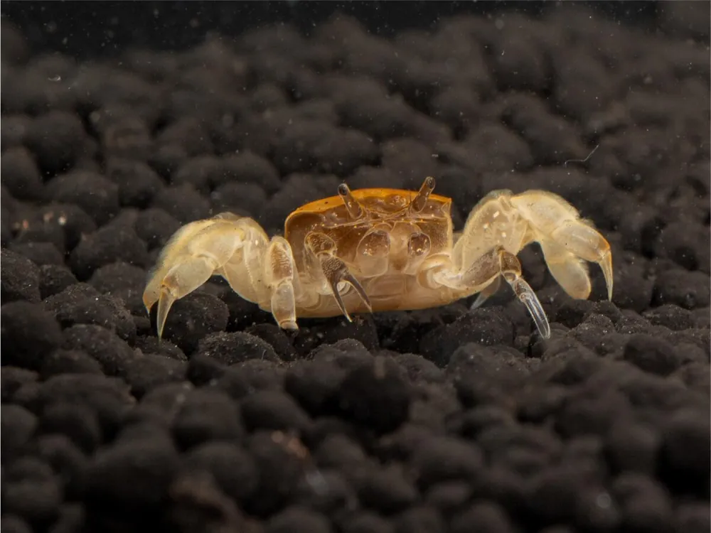 Unterwasserkrabbe "Zwergghost" - Potamocypoda alleni Preisreduziert