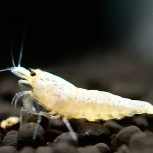 Beliebt Snow White Bee Garnele - Caridina logemanni
