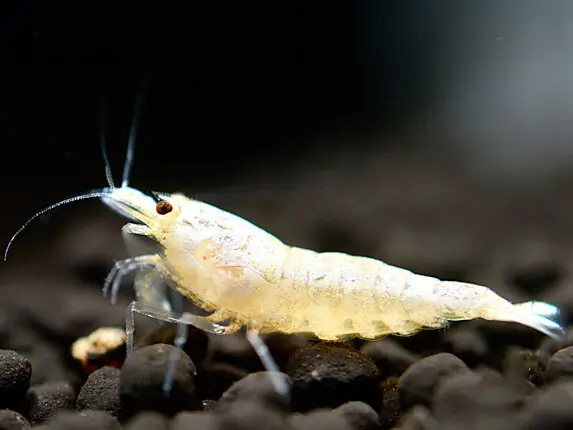 Beliebt Snow White Bee Garnele - Caridina logemanni