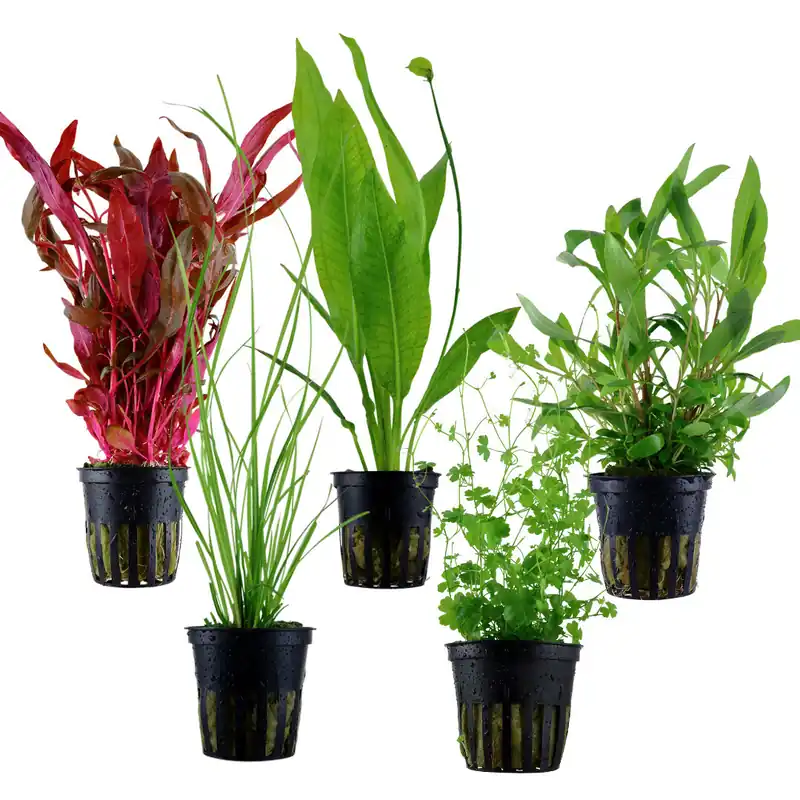 Must-Have Mezcla de fondo - 5 plantas en maceta