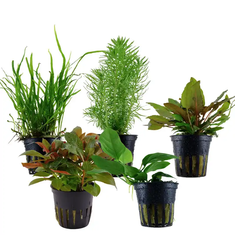 Middle ground mix - 5 pieces - Potted plants Highlight