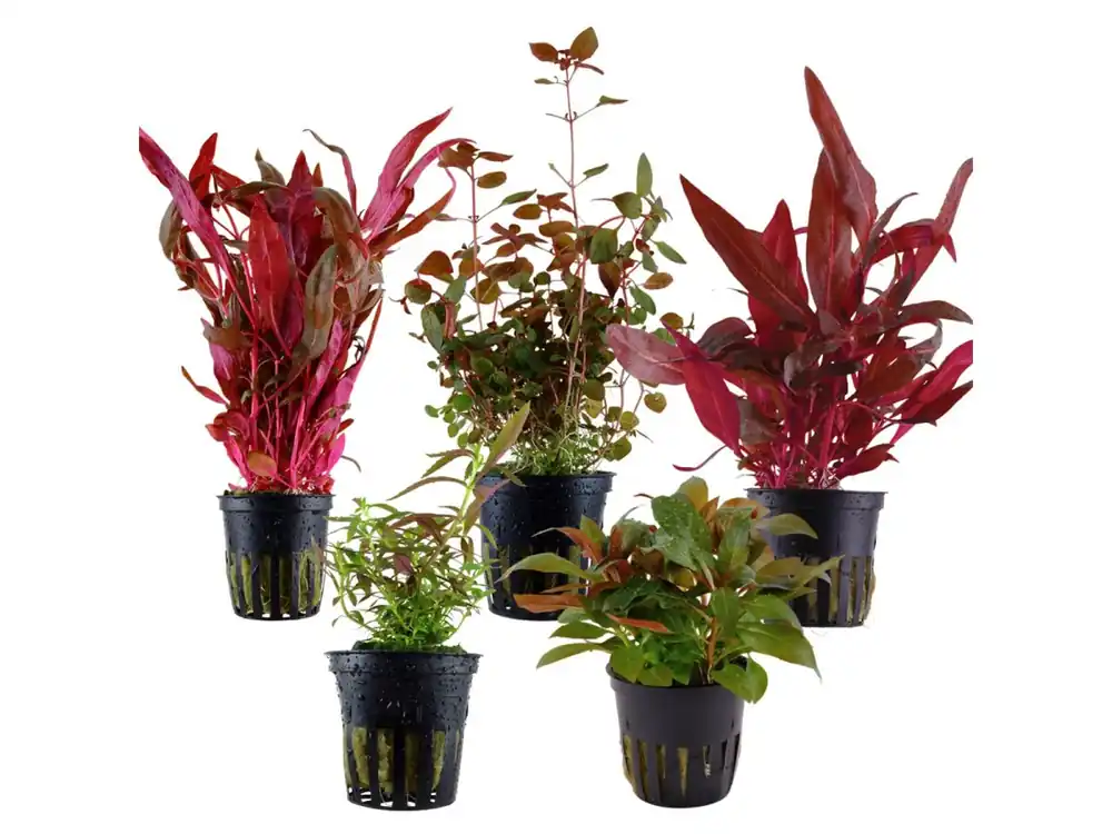 Rote Aquarienpflanzen Mix - 5 Stück - Topfpflanzen Neu Im Sortiment