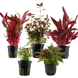 Neue Kollektion Red aquarium plants mix - 5 pieces - Potted plants