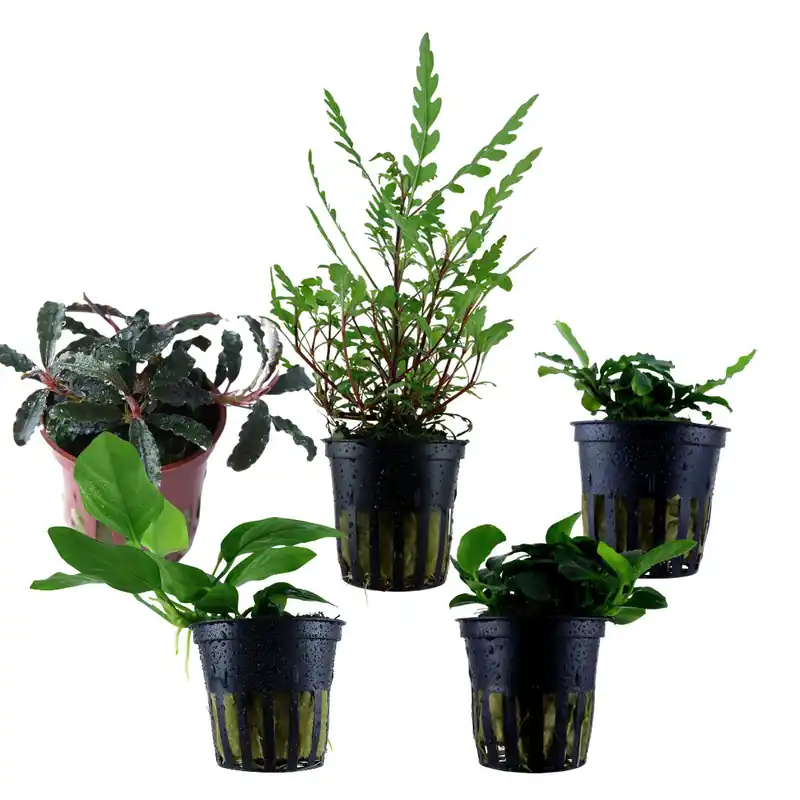 Plantes érigées Mix - 5 pièces - plantes en pot Saisonangebot