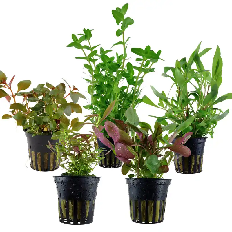 Kracherpreis Miscela avanzata - 5 pezzi - Piante in vaso