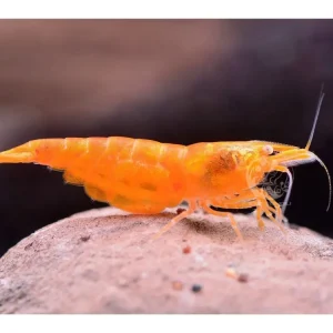 Preis Gesenkt Orange Sakura Shrimp OE - Neocaridina davidi