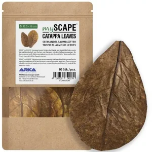 Catappa Leaves S 12,5-16cm 10Stk Expressversand