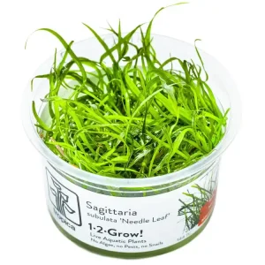 Sagittaria subulata 'Needle Leaf' (feuille d'aiguille) Neue Kollektion