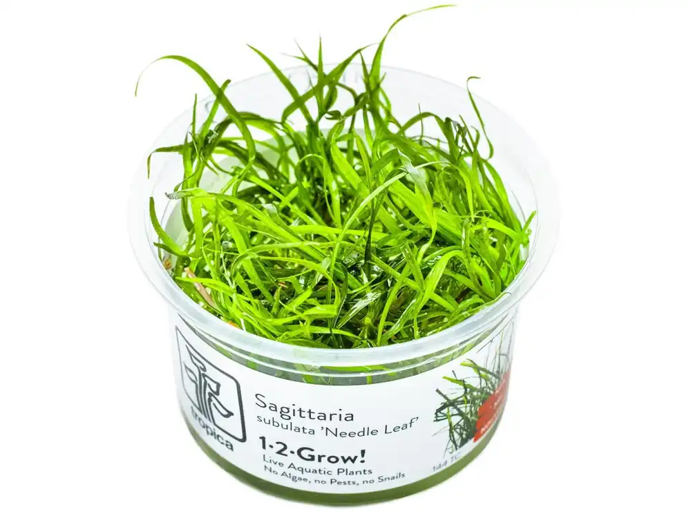 Sagittaria subulata 'Needle Leaf' (feuille d'aiguille) Neue Kollektion